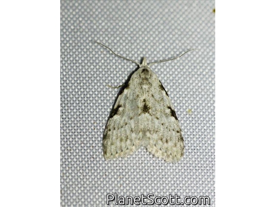 Tufted Moth (Manoba major)