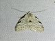 Tufted Moth (Manoba major)