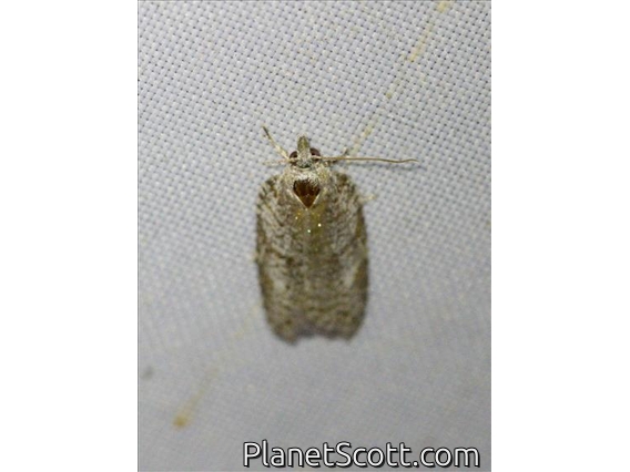 Tortricid Leafroller Moth (Tortricidae sp)