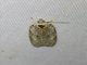 Tortricid Leafroller Moth (Tortricidae sp)