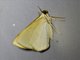 Geometer Moth (Lomographa sp)