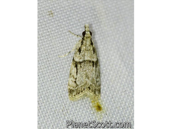 Crambid Snout Moth (Crambidae sp)