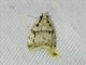 Crambid Snout Moth (Crambidae sp)