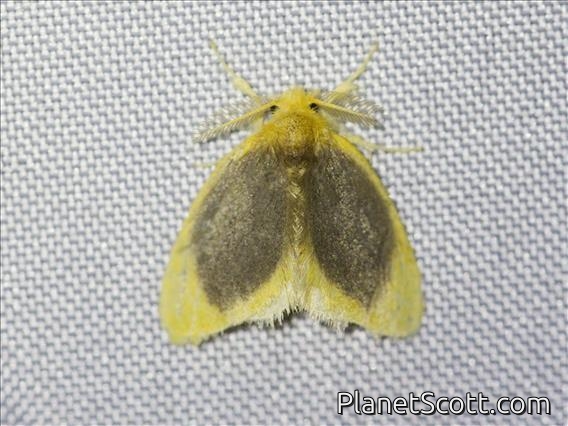 Tussock Moth (Artaxa sp)