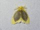 Tussock Moth (Artaxa sp)