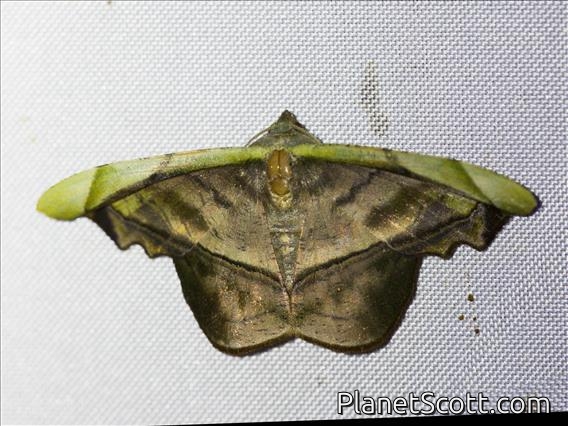 Geometer Moth (Hypochrosini sp)