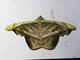 Geometer Moth (Fascellina viridicosta)