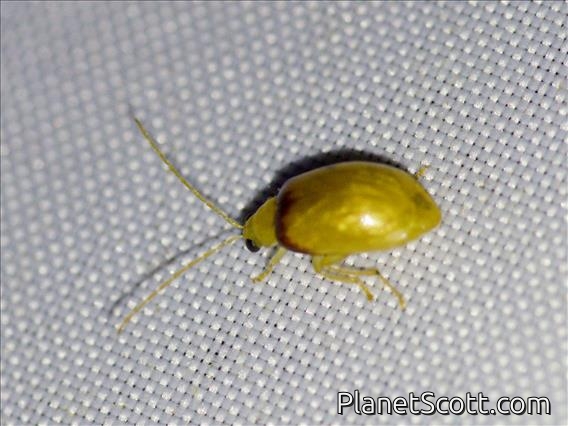 Skeletonizing Leaf Beetle (Monolepta sp)