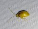 Skeletonizing Leaf Beetle (Monolepta sp)