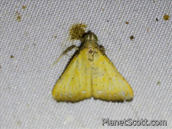 Cutworm Moth (Noctuidae sp)