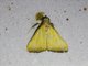 Cutworm Moth (Noctuidae sp)