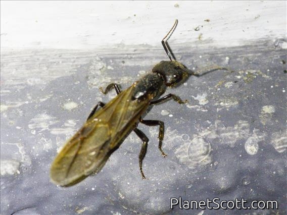 Carpenter Ant (Camponotus pressipes)