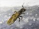 Carpenter Ant (Camponotus pressipes)