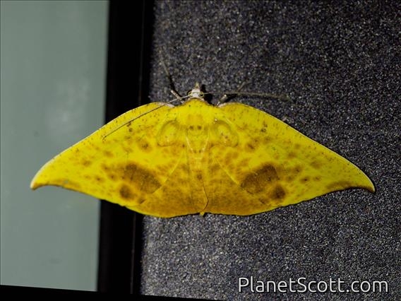 Geometer Moth (Corymica sp)