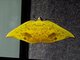 Geometer Moth (Geometridae sp)