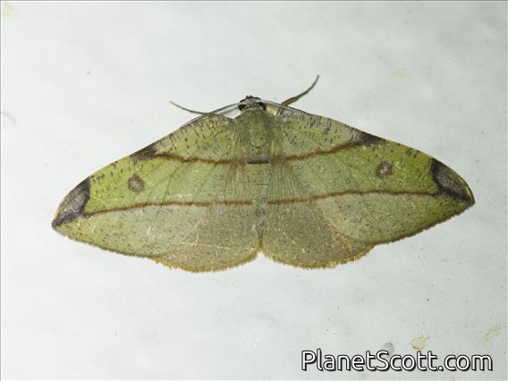 Geometer Moth (Hypochrosis hyadaria)