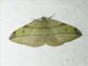 Geometer Moth (Hypochrosis hyadaria)