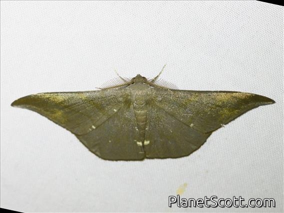 Geometer Moth (Hyposidra aquilaria)
