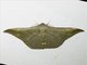 Geometer Moth (Hyposidra aquilaria)