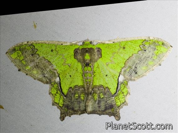 Emerald Moth (Agathia codina)