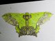 Emerald Moth (Agathia codina)