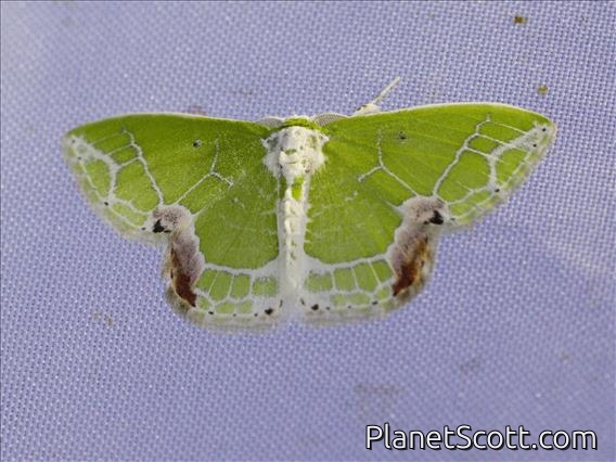 Emerald Moth (Protuliocnemis biplagiata)