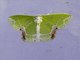 Emerald Moth (Protuliocnemis biplagiata)