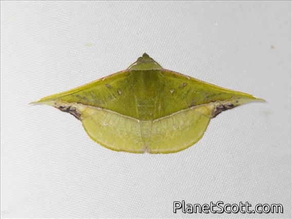 Geometer Moth (Geometridae sp)