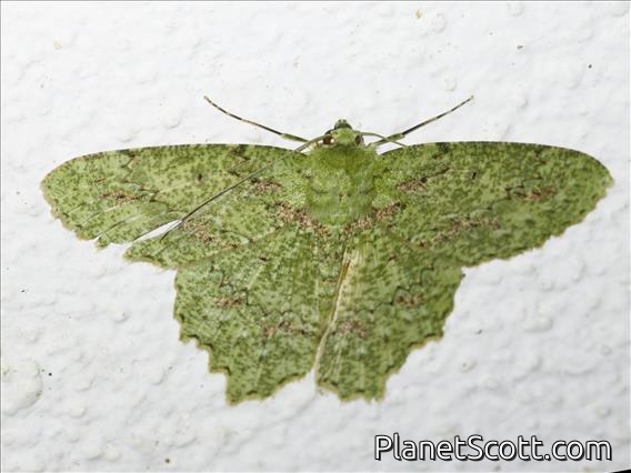 Emerald Moth (Herochroma sp)