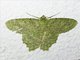 Emerald Moth (Herochroma sp)