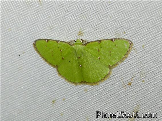 Emerald Moth (Argyrocosma inductaria)