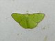 Emerald Moth (Argyrocosma inductaria)