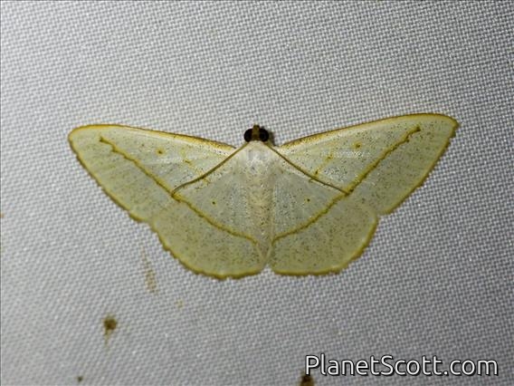 Geometer Moth (Lomographa inamata)