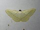 Geometer Moth (Lomographa inamata)