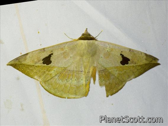 Geometer Moth (Hypopyra sp)