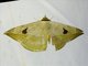 Geometer Moth (Hypopyra sp)