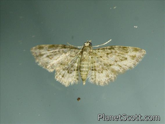 Pug Moth (Eupitheciini sp)