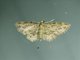Pug Moth (Eupitheciini sp)