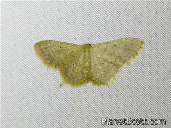 Wave Moth (Idaea ptyonopoda)