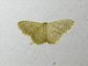Wave Moth (Idaea ptyonopoda)