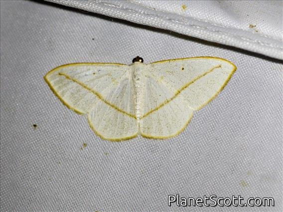 Geometer Moth (Lomographa inamata)