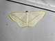 Geometer Moth (Lomographa inamata)