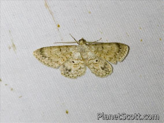 Boariimini Moth (Diplurodes sp)