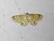 Boariimini Moth (Diplurodes sp)