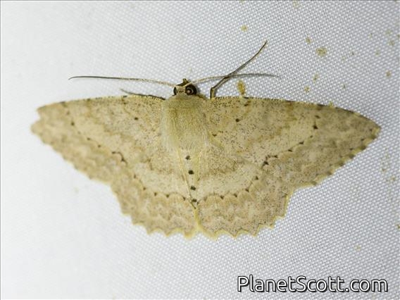Geometer Moth (Luxiaria mitorrhaphes)