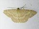 Geometer Moth (Luxiaria mitorrhaphes)