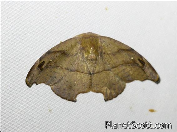 Hooktip Moth (Neoreta sp)