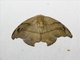 Hooktip Moth (Neoreta sp)