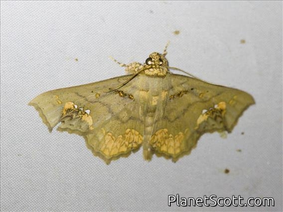 Underwing Moth (Lopharthrum comprimens)