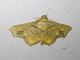 Underwing Moth (Lopharthrum comprimens)